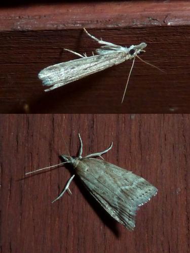Réf. 183 299 : Eudonia pallida